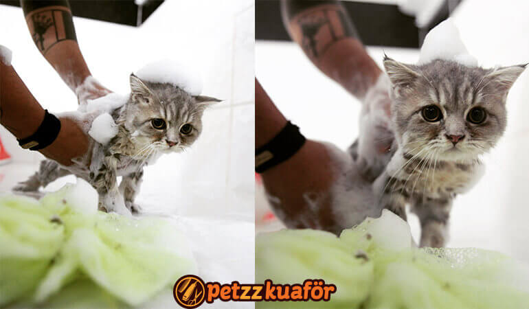 kedi-kuaforu-banyo.jpg