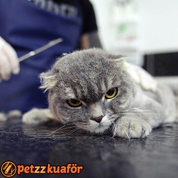 Kedi Kuaförü Makas İle Traş