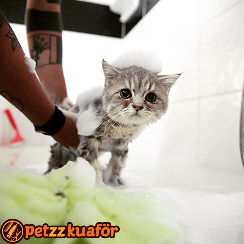 Kedi Kuaförü Banyo