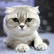 Kedi Kuaförü İletişim.jpg