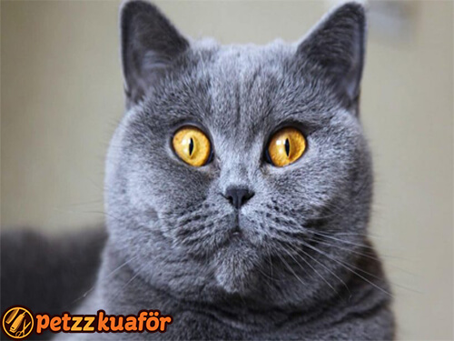 British Shorthair Kuaför Hizmeti