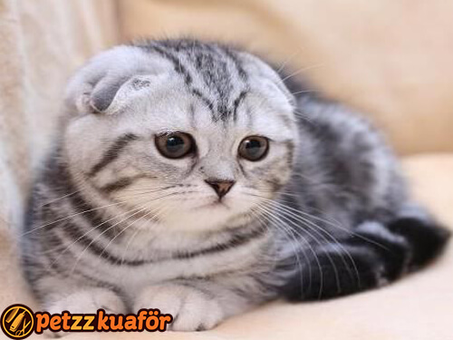 Scottish Fold Kuaför Hizmeti