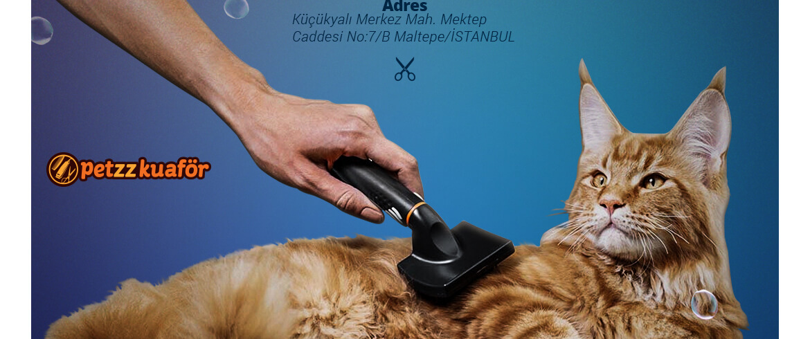 Kedi Kuaförü Ücretleri kedi-kuaforu.jpg